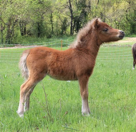 mini srallion|American Miniature Horse .